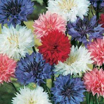 150 Centaurea cyanus Mix Seeds - Polka Dot Bachelor's Button Mix - Annual
