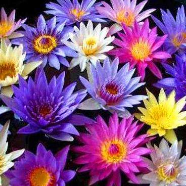 20 Water Lily Seeds - Mixed Colours - Nymphaea (Egyptian Lotuses)