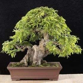 Tamarindus indica Bonsai Seeds - Tamarind, Indian Date, Sweet Tamarind