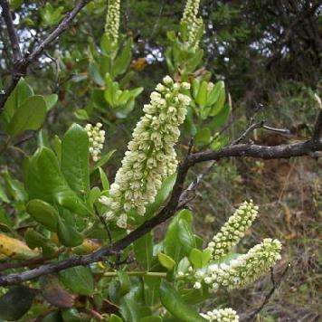 10+ Escallonia pulverulenta Seeds - Escallonia - Evergreen Shrub