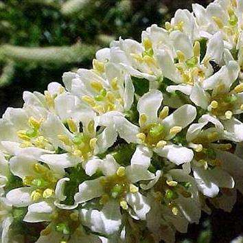 10+ Escallonia pulverulenta Seeds - Escallonia - Evergreen Shrub