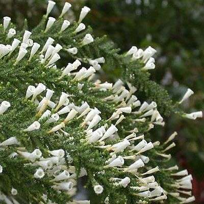25 Fabiana imbricata Seeds - Pichi , Peta , Romero Seeds - Evergreen Shrub