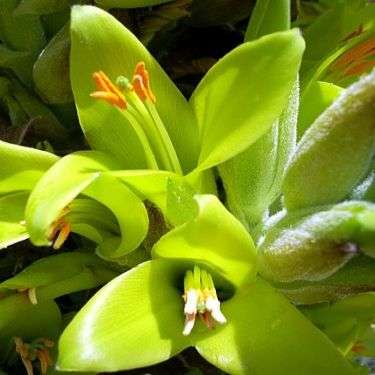 Puya chilensis Seeds - Puya , Chagual - Terrestrial Bromeliad - Endangered Succulent