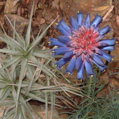 Puya venusta Seeds - Chagual Chico - Bromeliad - Succulent Vetplant Sade te Koop in Suid Afrika