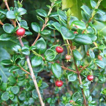 Ugni molinae Seeds - Chilean Guava, Ugniberry, New Zealand Cranberry - Edible Fruit Shrub