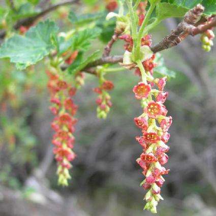 20 Ribes magellanicum Seeds - Magellanic Currant - Edible Fruit Shrub - Bulk