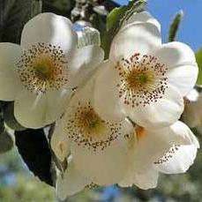 5 Eucryphia cordifolia Seeds, Ulmo - Flowering Exotic Tree Seeds