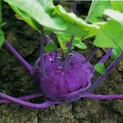 25 Kohlrabi Purple Vienna Vegetable Seeds ~ Brassica oleracea Seeds