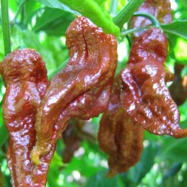 5 Bhut Jolokia Chocolate Chilli Seeds - Naga Jolokia - Ghost Chili - Capsicum Vegetable - Chile
