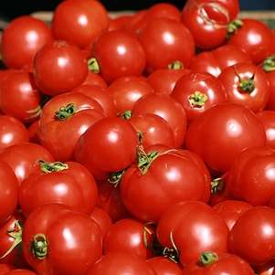 5 Principe Borghese Tomato Seeds - Lycopersicon esculentum Heirloom Seeds - Vegetable Seeds