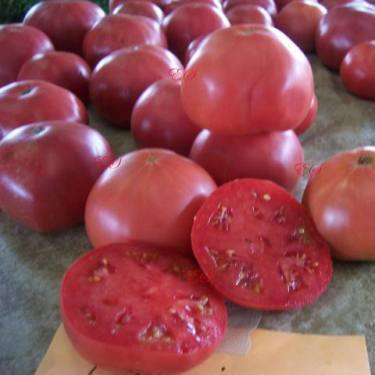 Caspian Pink Tomato Seeds - Lycopersicon esculentum Heirloom Seeds â Vegetable Seeds