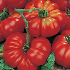 30 Ponderosa Red Tomato Seeds - Lycopersicon esculentum Heirloom Seeds â Vegetable Seeds