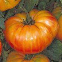 Pineapple Striped Tomato Seeds - Lycopersicon esculentum Seeds - Heirloom Vegetable Seeds