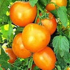 25 Golden Jubilee Tomato Seeds - Lycopersicon esculentum Seeds - Heirloom Vegetable Seeds