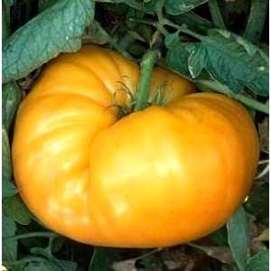 5 Kentucky Beefsteak Tomato Seeds - Lycopersicon esculentum Seeds - Heirloom Vegetable Seeds