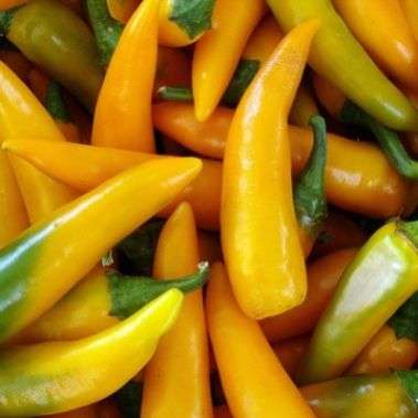 Bulgarian Carrot Chilli Pepper Seeds â Capsicum annuum Chili - Vegetable Seeds- Chile
