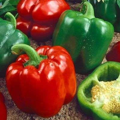 Keystone Giant Bell Pepper Seeds - Capsicum annuum - Vegetable Seeds