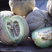 5 Rocky Ford Honey Dew Green Melon Seeds - Cucumis melo - Heirloom Fruit Seeds