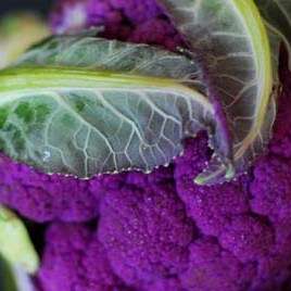 10 Italian Purple Cauliflower Seeds - Brassica oleracea - Vegetable Seeds