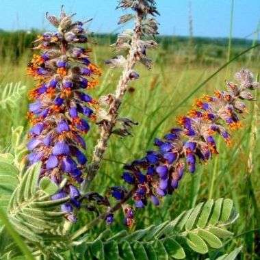8 Amorpha canescens Seeds - Leadplant, Prairie Shoestring, Wild Tea - Ethnobotanical Perennial