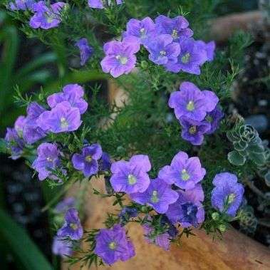 160 Nierembergia hippomanica Seeds - Cupflower, Purple Robe - Bulk Perennial Seeds for Sale in RSA