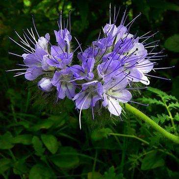5 Phacelia tanacetifolia Seeds - Stunning!!! - Lacy Phacelia Seeds - Annual