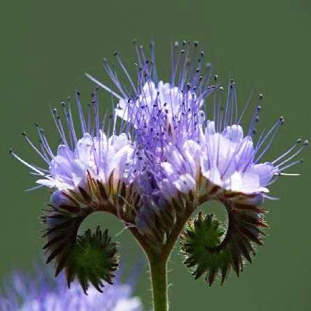 5 Phacelia tanacetifolia Seeds - Stunning!!! - Lacy Phacelia Seeds - Annual