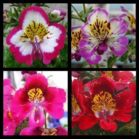 10 Butterfly Flower, Poor Man's Orchid or Angel Wings Seeds - Schizanthus pinnatus Seeds - Annual
