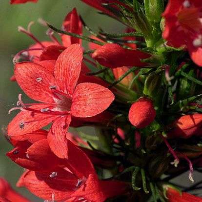10 Sky Rocket, Standing Cypress Seeds - Ipomopsis rubra Seeds - Annual Biennial Perennial