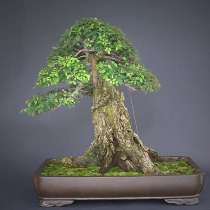 10 Ulmus americana Bonsai Seeds + FREE Bonsai eBook and FREE Seeds - American Elm Tree