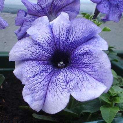 Laura Bush Petunia Seeds - Petunia x violacea + FREE Seeds with ALL Orders - Annual Seeds