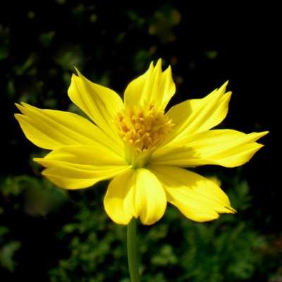 5 Ladybird Lemon Yellow Dwarf Cosmos Seeds - Cosmos sulphurous Seeds - Annual