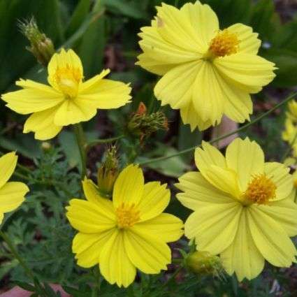 5 Ladybird Lemon Yellow Dwarf Cosmos Seeds - Cosmos sulphurous Seeds - Annual
