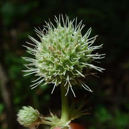 Eryngium yuccifolium Seeds - Rattlesnake Master, Button snake-root - Perennial