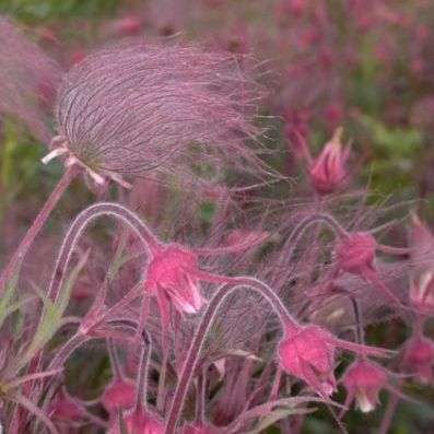 5 Geum triflorum Seeds - Prairie Smoke Torchflower, Old Mans Whiskers - Perennial