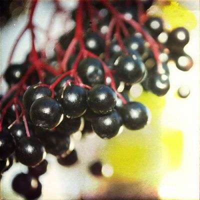 Black Elderberry, European Elderberry Seeds - Sambucus nigra - Edible Fruit Shrub