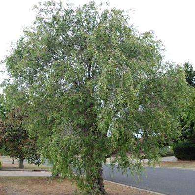 Agonis flexuosa Seeds - Peppermint Tree, Willow Myrtle Seeds - Flowering Shrub