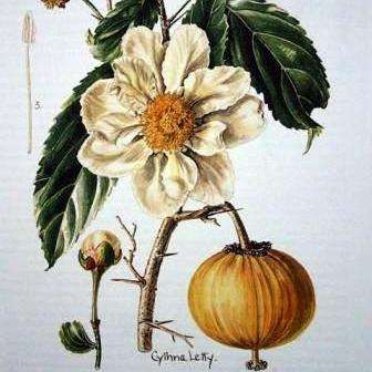 5 Oncoba spinosa Seeds ~ Snuff-box Tree - South African Indigenous Evergreen Edible Fruit Tree