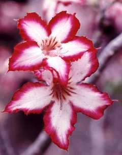 5 Adenium multiflorum Seeds - Impala Lily Seeds - Indigenous South African Succulents