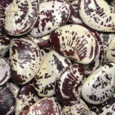 Christmas Pole Lima Bean Seeds - Phaseolus lunatus - Vegetable Seeds