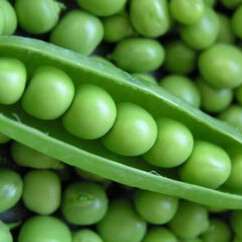 20 Thomas Laxton Bush Pea Seeds - Pisum sativum - Bulk Vegetable Seeds