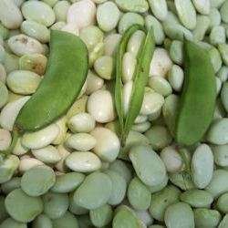 White Dixie Butter Pea Seeds - Phaseolus lunatus - Vegetable Seeds