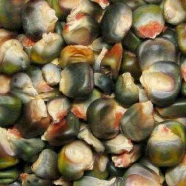 Oaxacan Green Maize, Zapotec Green Indian Corn Seeds - Zea mays - Heirloom Vegetable Seeds