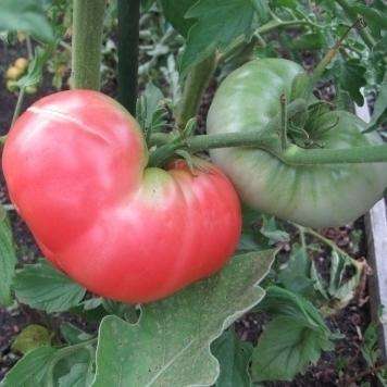 20 Ponderosa Pink Tomato Seeds - Lycopersicon esculentum Heirloom Seeds - Bulk Vegetable Seeds