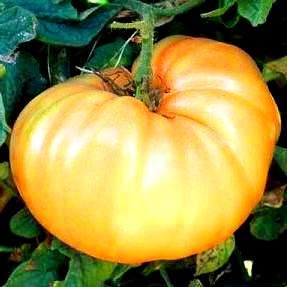 Goldie Tomato Seeds - Lycopersicon esculentum Heirloom Seeds - Vegetable Seeds