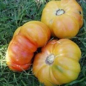 10 Pineapple Tomato Seeds - Lycopersicon esculentum Seeds - Bulk Heirloom Vegetable Seeds