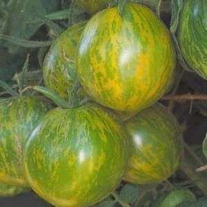 30 Green Zebra Tomato Seeds - Lycopersicon esculentum Seeds - Bulk Vegetable Seeds