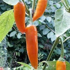 10 Bulgarian Carrot Chilli Pepper Seeds Capsicum annuum Chili - Bulk Vegetable Seeds- Chile