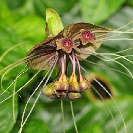 10 Tacca leontopetaloides Seeds - Polynesian Arrowroot - Perennial - Edible Tuber