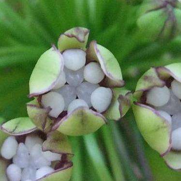 Tacca leontopetaloides Seeds - Polynesian Arrowroot - Perennial - Edible Tuber